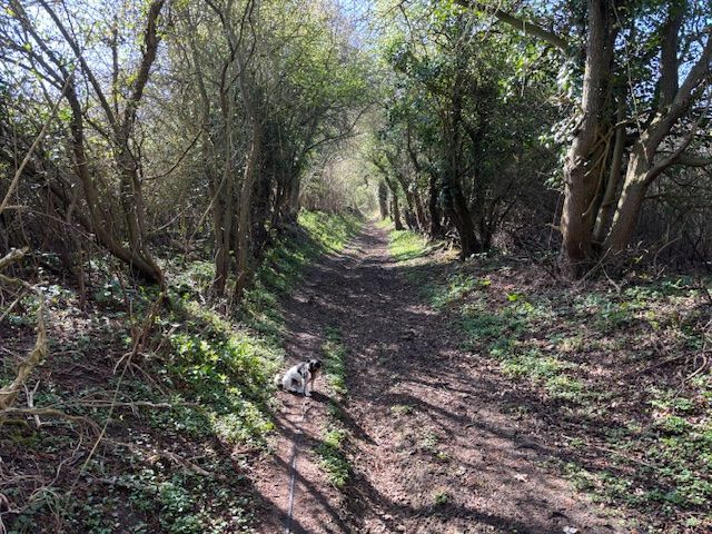 Dappled shade on Shawgreen Lane